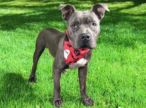 STUBBY - American Staffordshire Terrier available for adoption