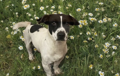 BOB ROSS - Dachshund available for adoption
