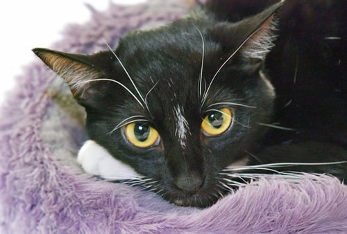 MONA - Domestic Short Hair available for adoption