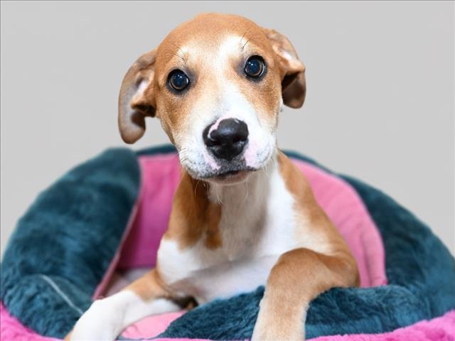 SANDY - Labrador Retriever available for adoption