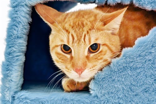 EUGIE - Domestic Short Hair available for adoption