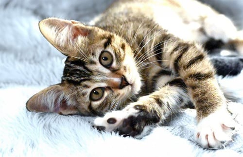 BISCUIT - Domestic Short Hair available for adoption