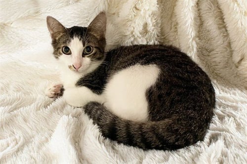 STRAY CAT - Domestic Short Hair available for adoption