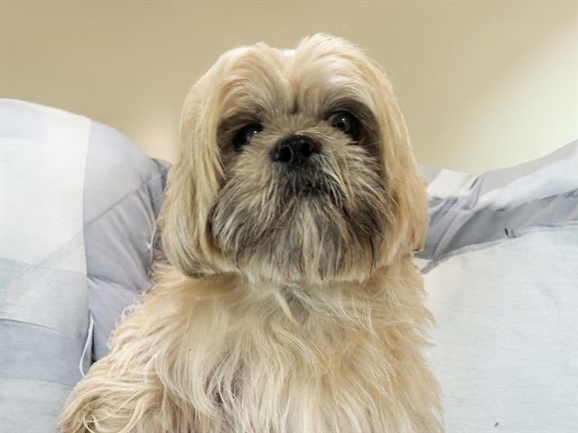 STRAY NOT AVAILABLE - Shih Tzu available for adoption