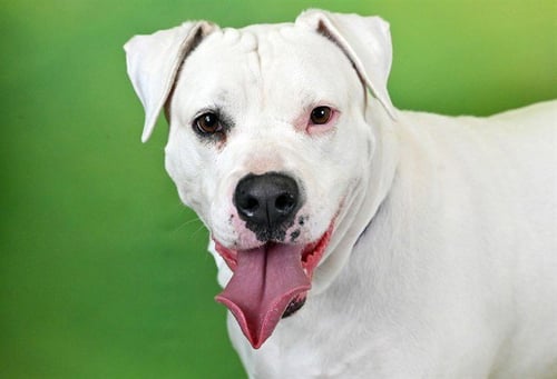DAISY - American Bulldog available for adoption