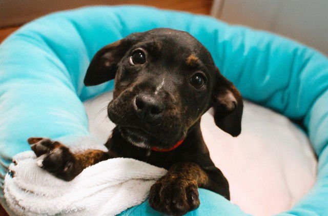 FALLON - Labrador Retriever available for adoption