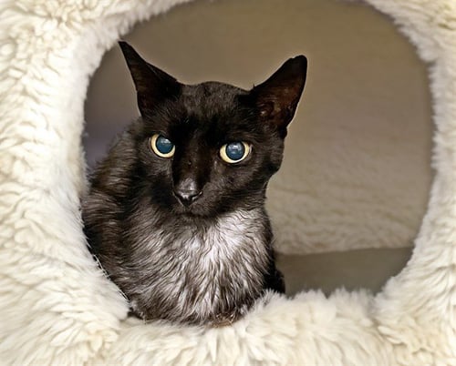 STRAY NOT AVAILABLE - Domestic Short Hair available for adoption