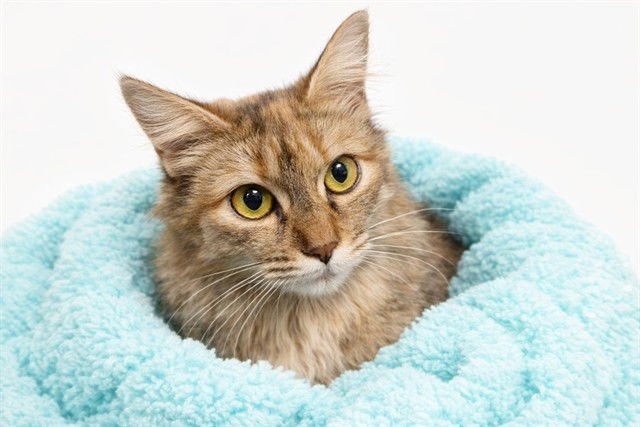 MUSA - Domestic Short Hair available for adoption