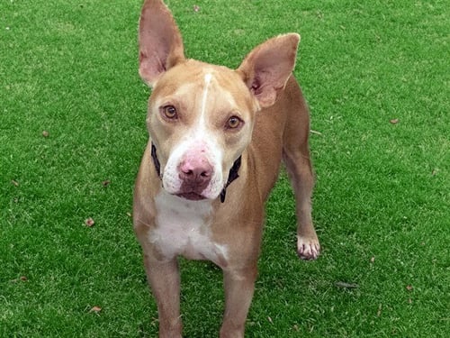 RIVER - American Staffordshire Terrier for adoption in Pembroke Pines