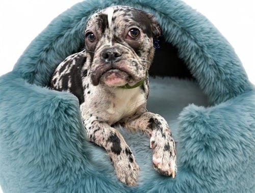 KNUCKLES - French Bulldog / Boston Terrier available for adoption
