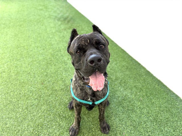 BOWSER - Cane Corso Mastiff available for adoption