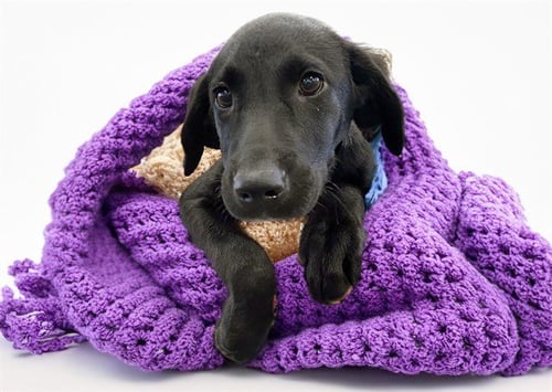 BESSIE - Weimaraner available for adoption