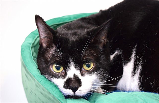 LUCKY - Domestic Short Hair available for adoption