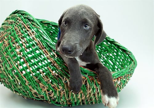 BENNIE - Weimaraner available for adoption