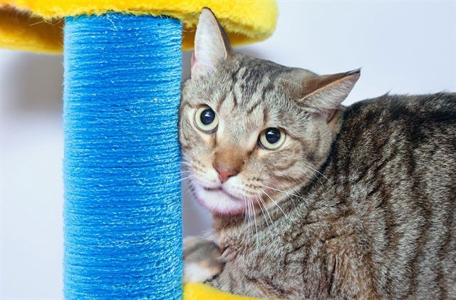 LUKE - Domestic Short Hair available for adoption