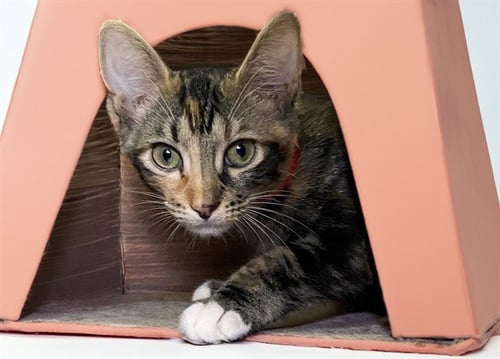 HARRIET - Domestic Short Hair available for adoption