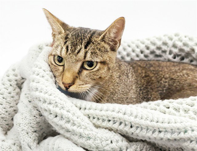 STRAY NOT AVAILABLE Image