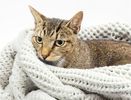 STRAY NOT AVAILABLE - Domestic Short Hair available for adoption