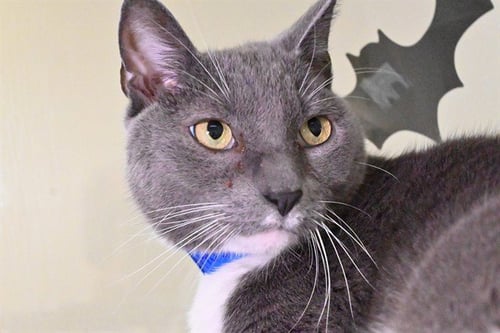 BEN - Domestic Short Hair available for adoption