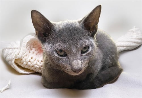 AEMOND - Domestic Short Hair available for adoption
