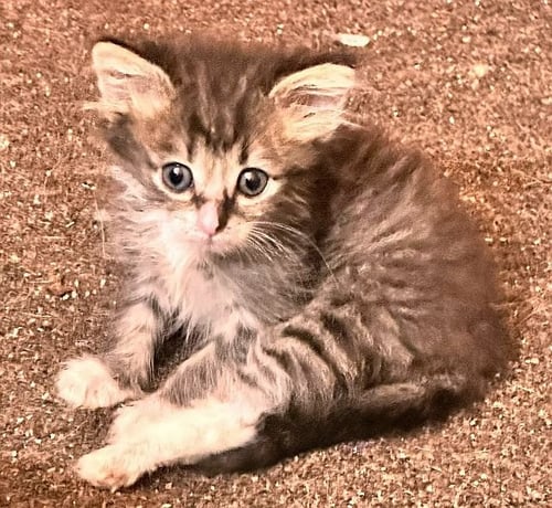 LEO - Domestic Medium Hair available for adoption
