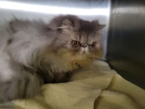BLUE ASTER - Persian available for adoption