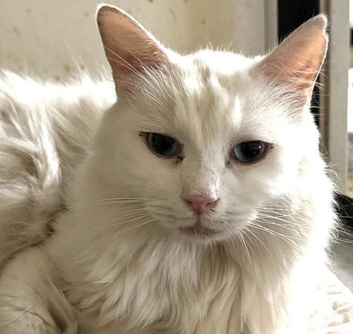 BLU BARRY - Domestic Medium Hair available for adoption