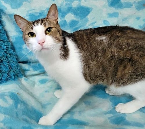 MEDICI - Domestic Short Hair available for adoption