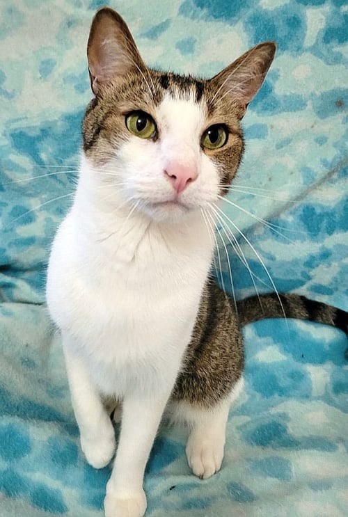 MEDICI - Domestic Short Hair available for adoption