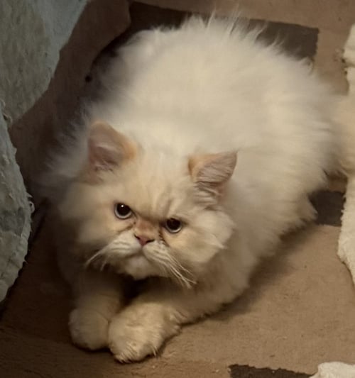 KONRAD - Himalayan available for adoption