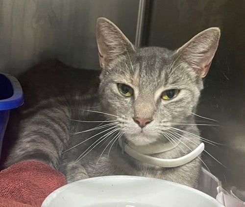 SARAH - Domestic Short Hair available for adoption