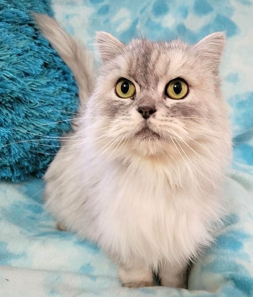 MASON - Persian available for adoption