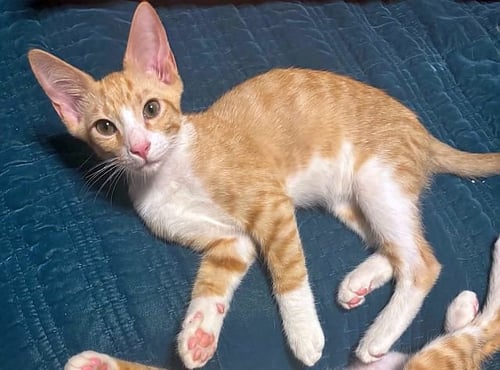 STOMPERS - Domestic Short Hair available for adoption