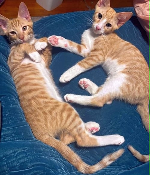STOMPERS - Domestic Short Hair available for adoption