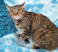 SIENNA - Photo 1