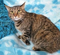 SIENNA - Photo 2