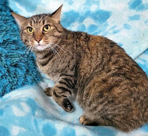 SIENNA - Domestic Short Hair available for adoption
