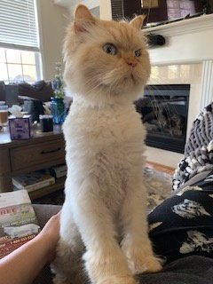 EVEREST - Himalayan available for adoption
