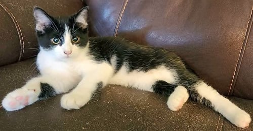 HOWIE - Domestic Short Hair available for adoption