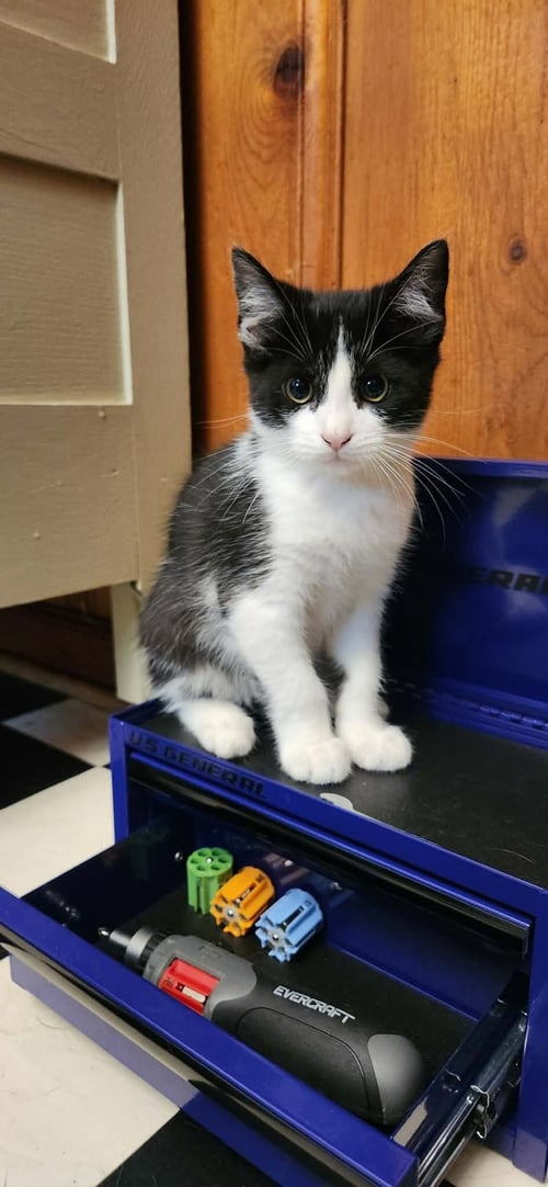 HOWIE - Domestic Short Hair available for adoption