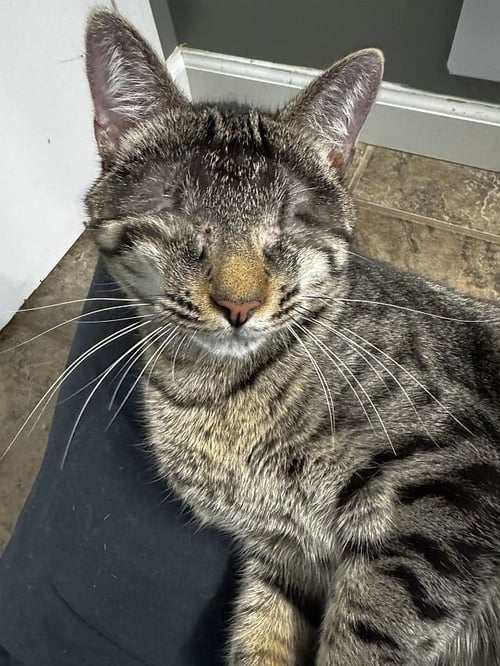 KIOSHI - Domestic Short Hair available for adoption