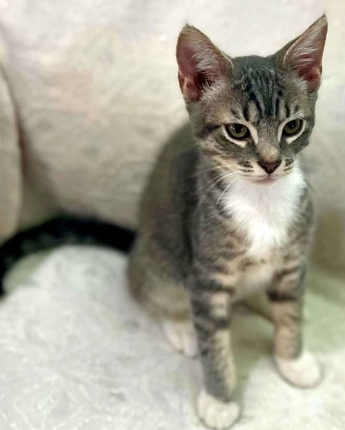 LEVI - Domestic Short Hair available for adoption