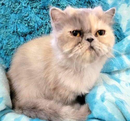 SKYE - Persian available for adoption