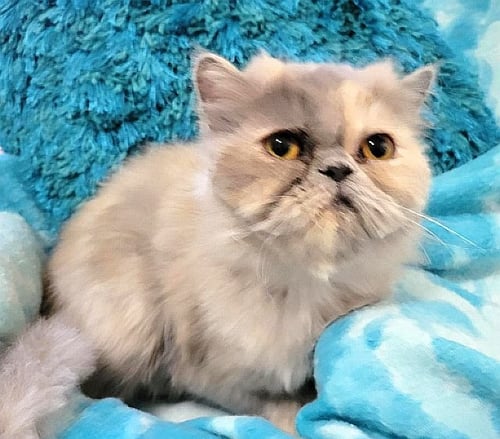 SKYE - Persian available for adoption