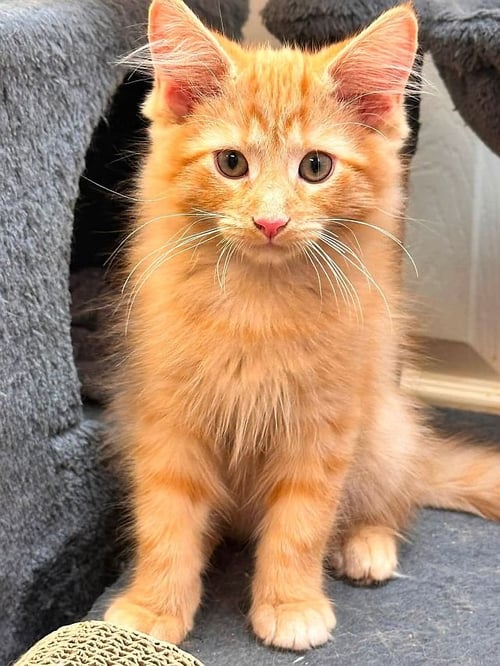 LARRY - Domestic Medium Hair available for adoption