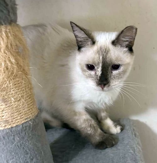 TORY - Snowshoe available for adoption