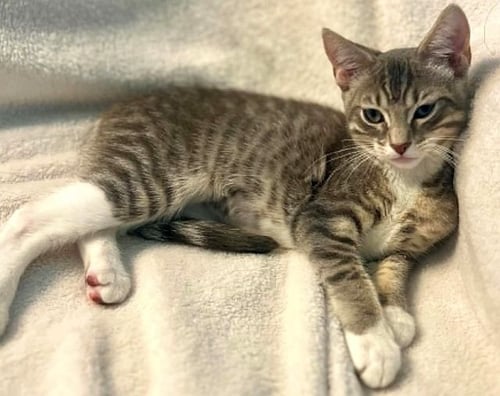 SASHA - Domestic Short Hair available for adoption