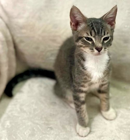 SASHA - Domestic Short Hair available for adoption