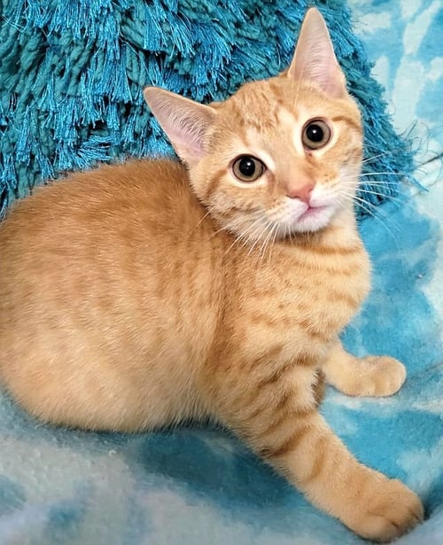 STAR-LITE - Domestic Short Hair for adoption in Atlanta