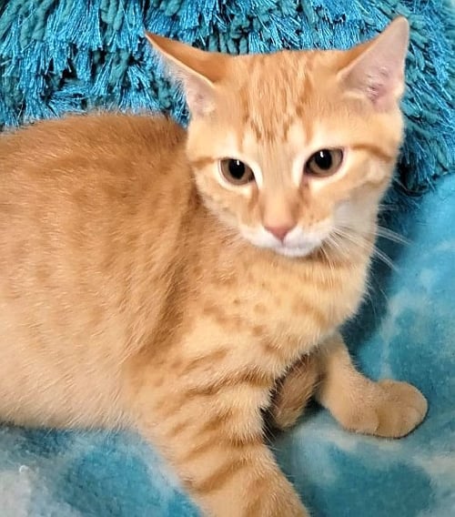 STAR-LITE - Domestic Short Hair available for adoption